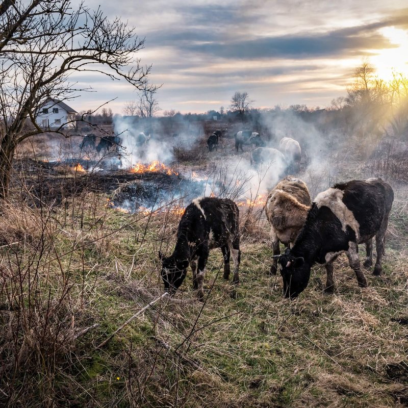 Krowy na płonącym pastwisku. Fot. iStock